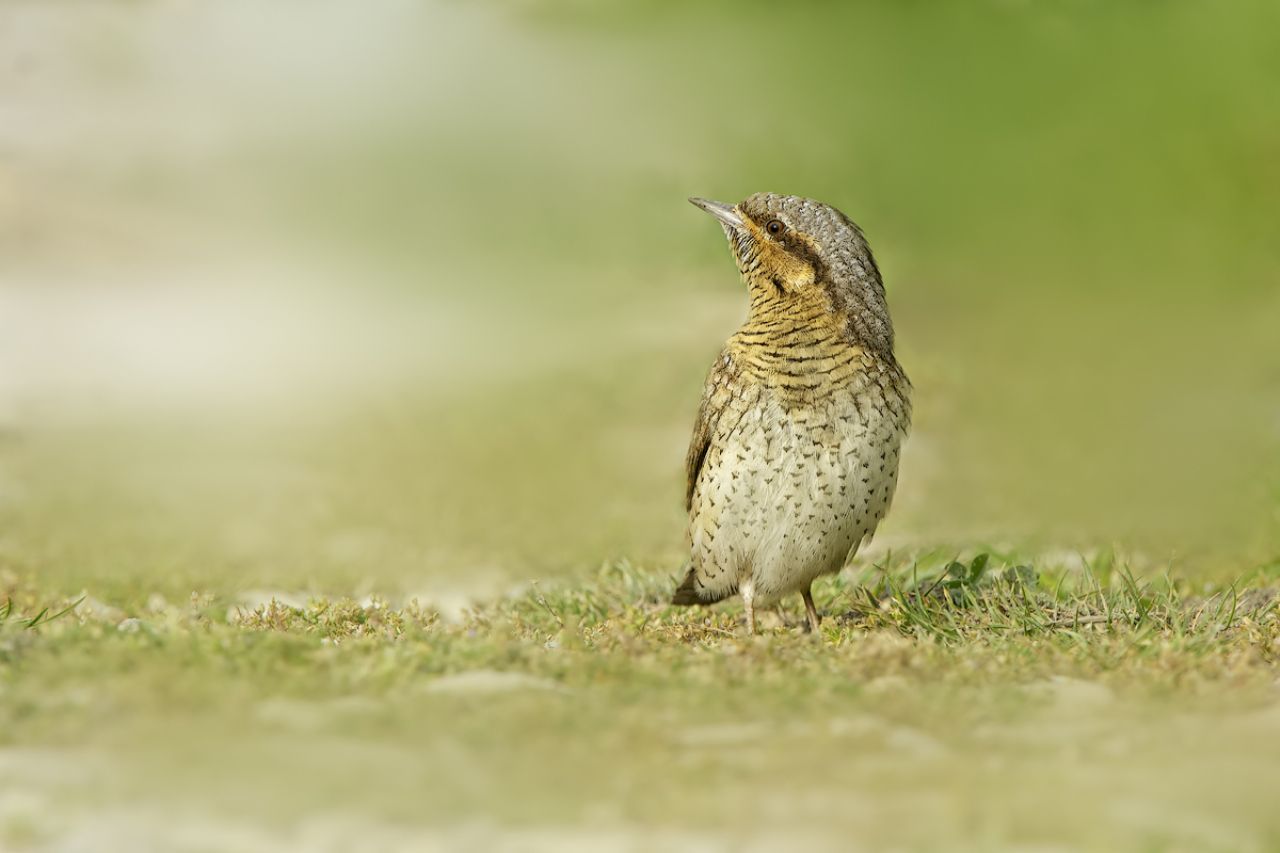 Torcicollo - (Jynx torquilla)